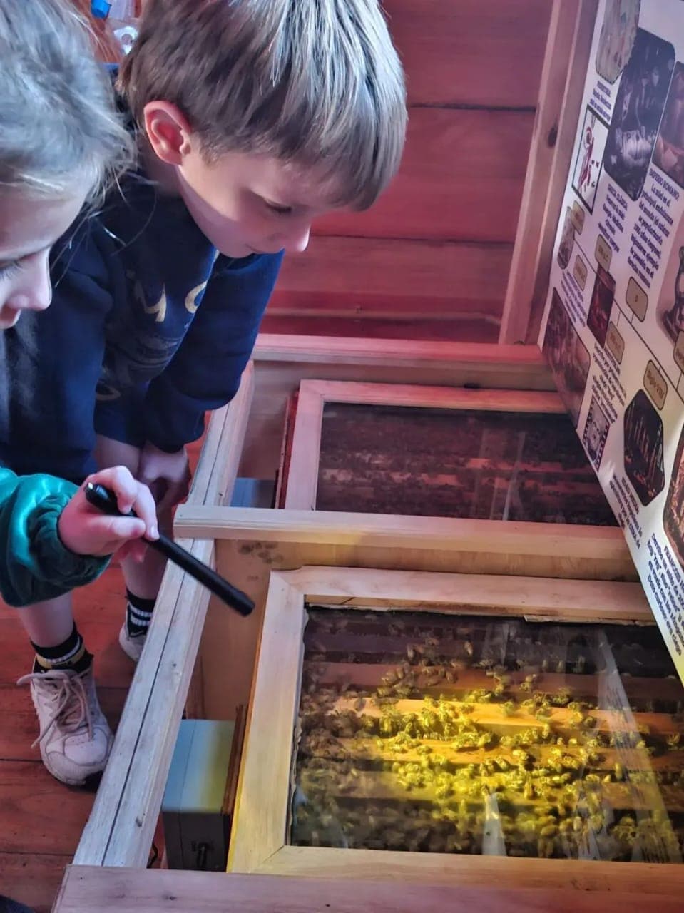Niños observando las abejas dentro de la cabaña